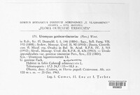 Uromyces pisi-sativi image